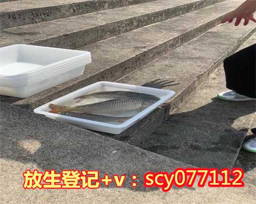 重庆九月十五放生，重庆哪里放生鱼最安全，重庆野鸡放生地点