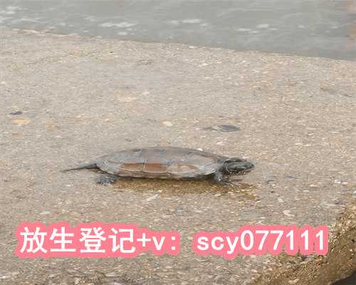 重庆,冬天放生乌龟放到哪里,为什么放生泥鳅果报大媳妇